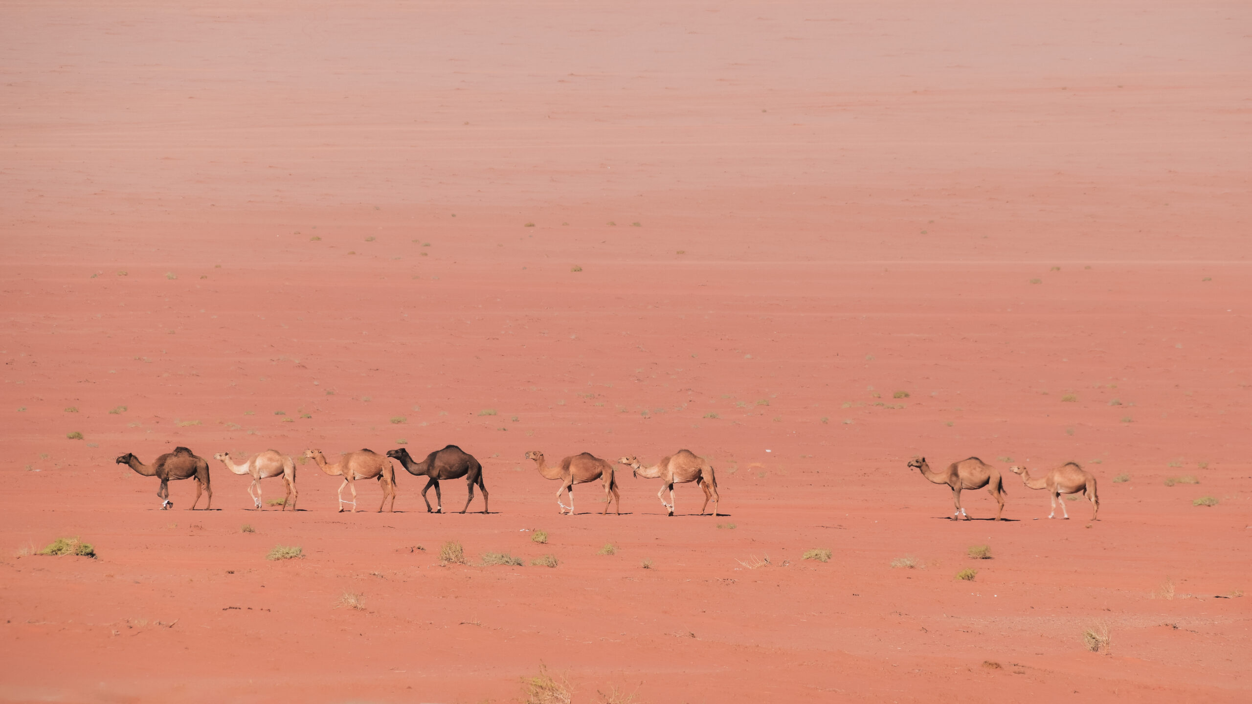 Camels in the desert