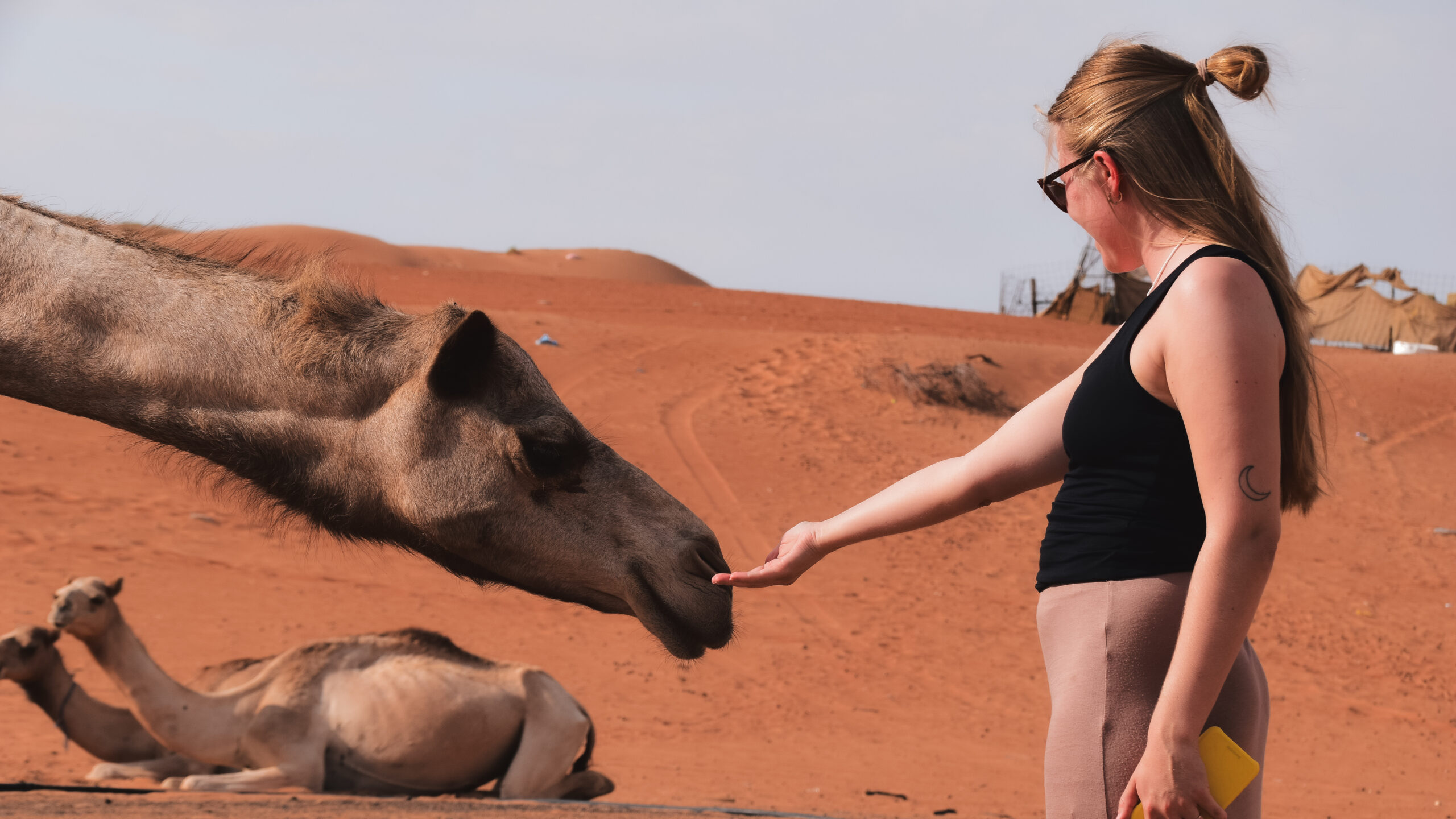 Woman touching a friendly and curious camel