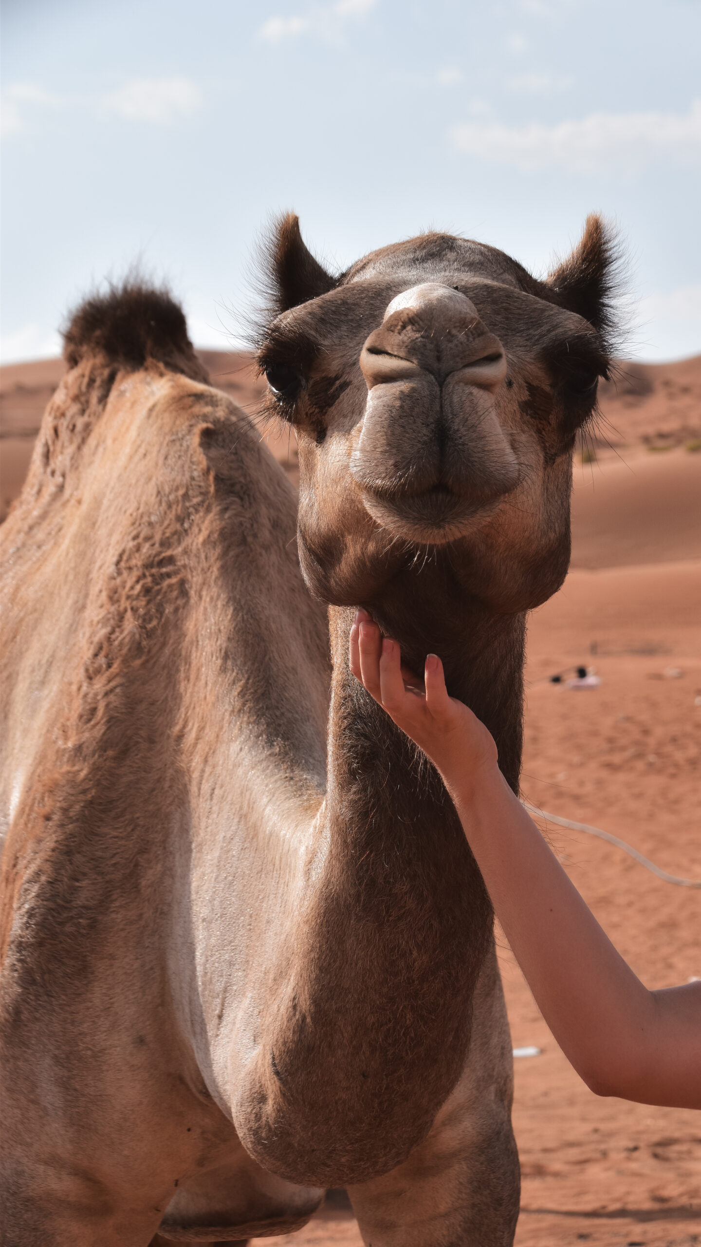 Close-up portrait of a camel in Oman’s Wahiba Sands Desert, showcasing its gentle expression and sandy backdrop